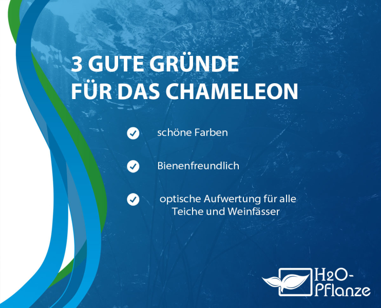 Preview: Eidechsenschwanz Chameleon